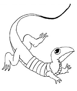 Free Printable Lizard Coloring Pages For Kids
