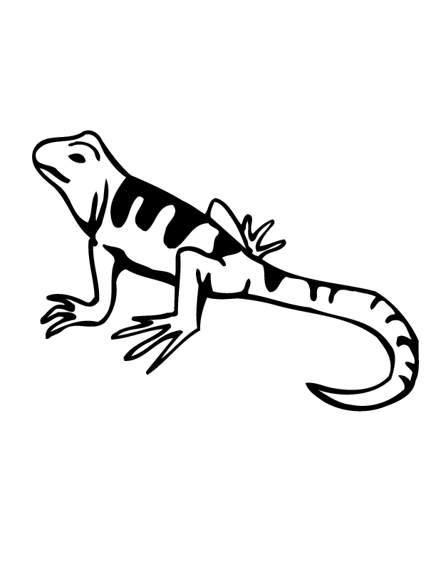 Lizard Coloring Pages Images