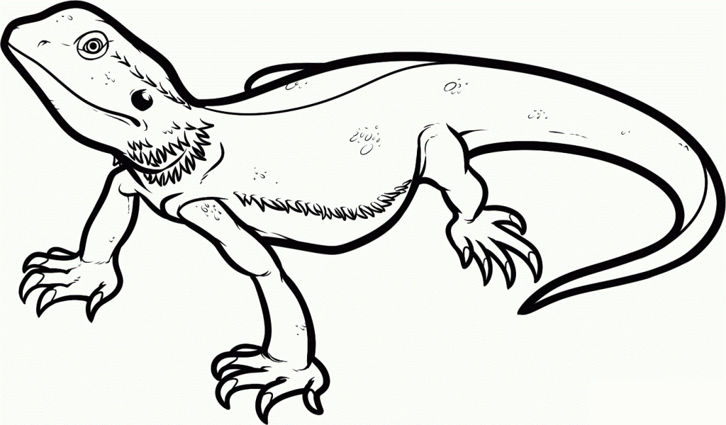 Lizard Coloring Pages Photos