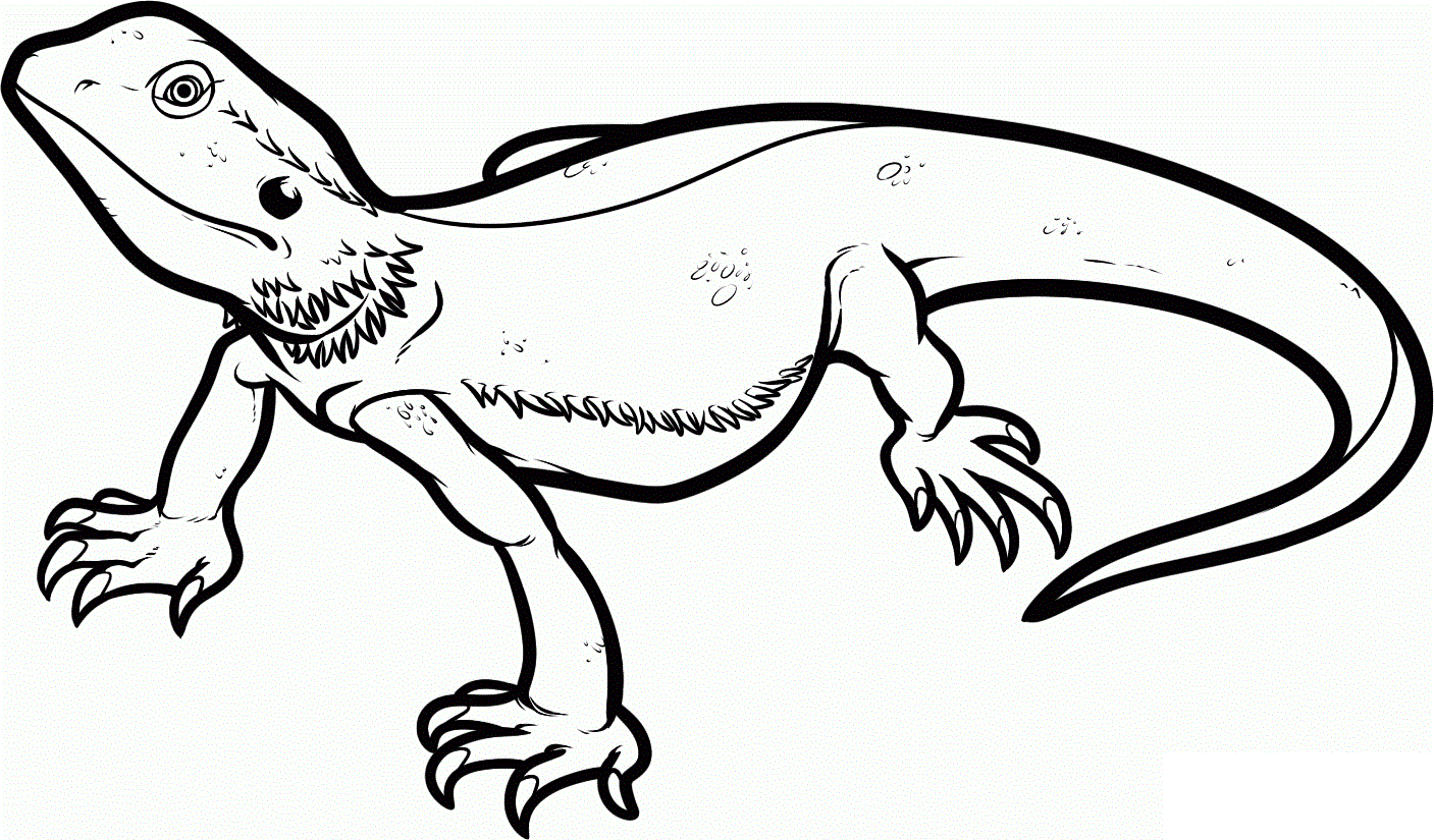 Lizards coloring pages - ClipArt Best