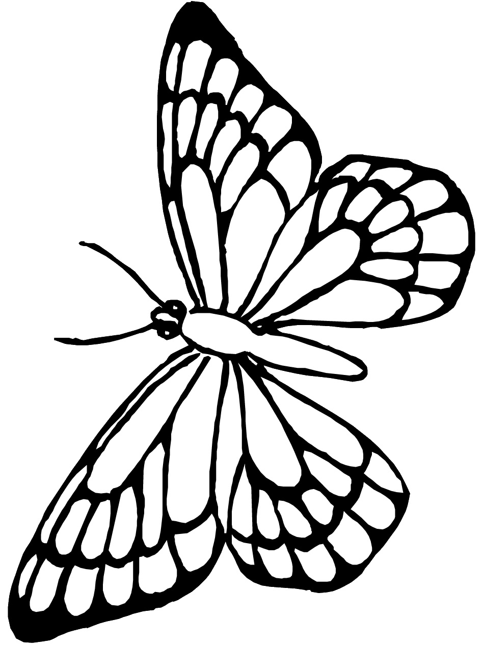 butterfly coloring pages