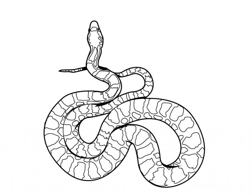 snake coloring pages