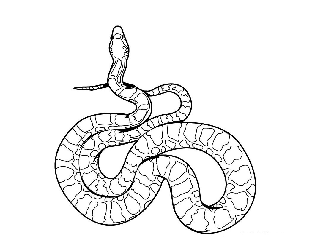 Coloring Page  Coloring pages, Snake coloring pages, Coloring books