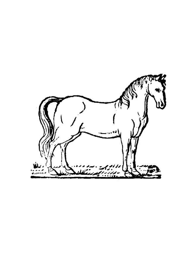 Online Horse Coloring Pages