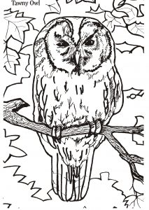 Free Printable Owl Coloring Pages For Kids