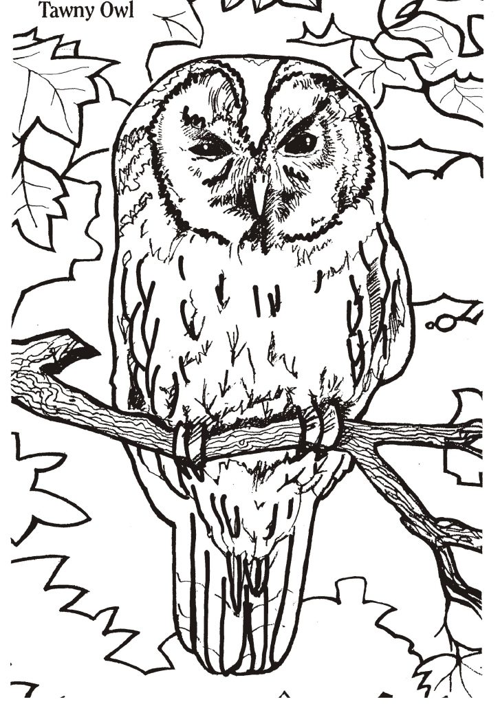 Page à colorier sur le hibou