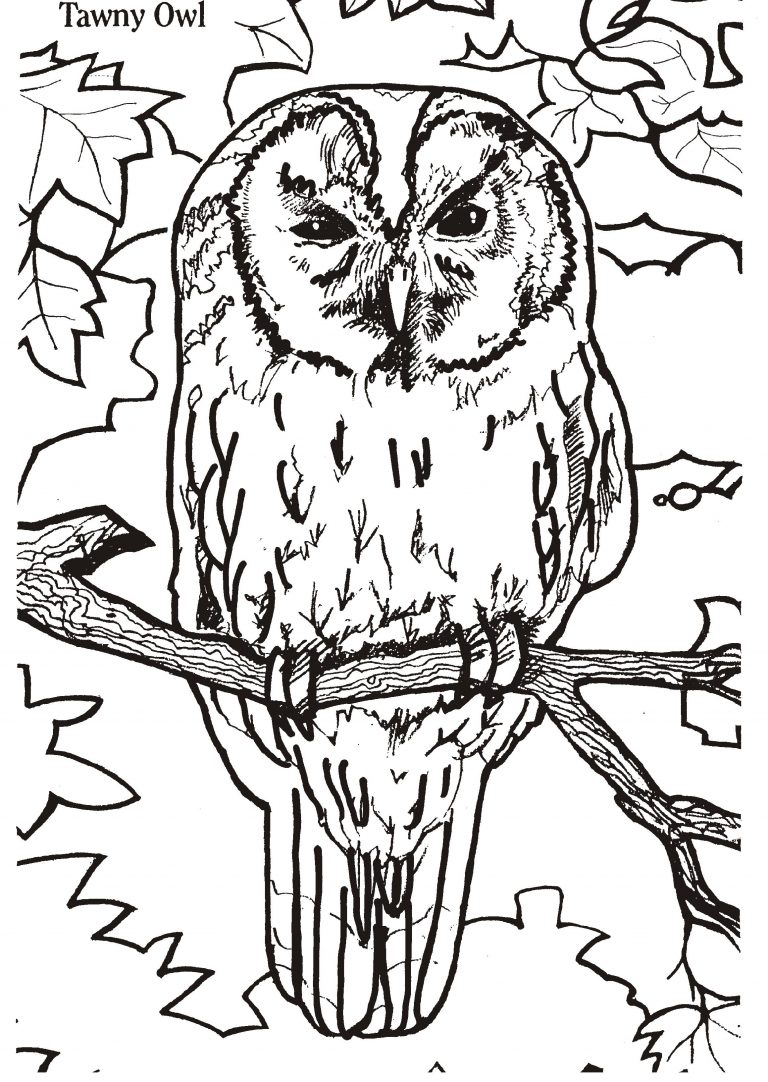 Free Printable Owl Coloring Pages For Kids