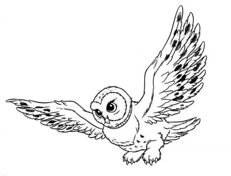 Free Printable Owl Coloring Pages For Kids
