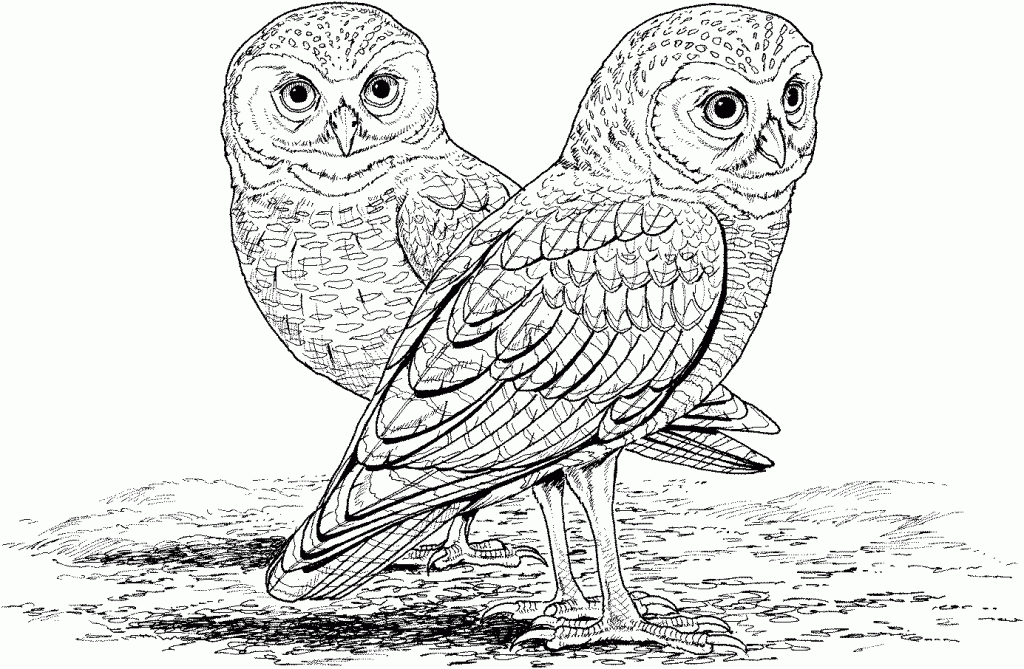 Owl Coloring Pages For Kids Free
