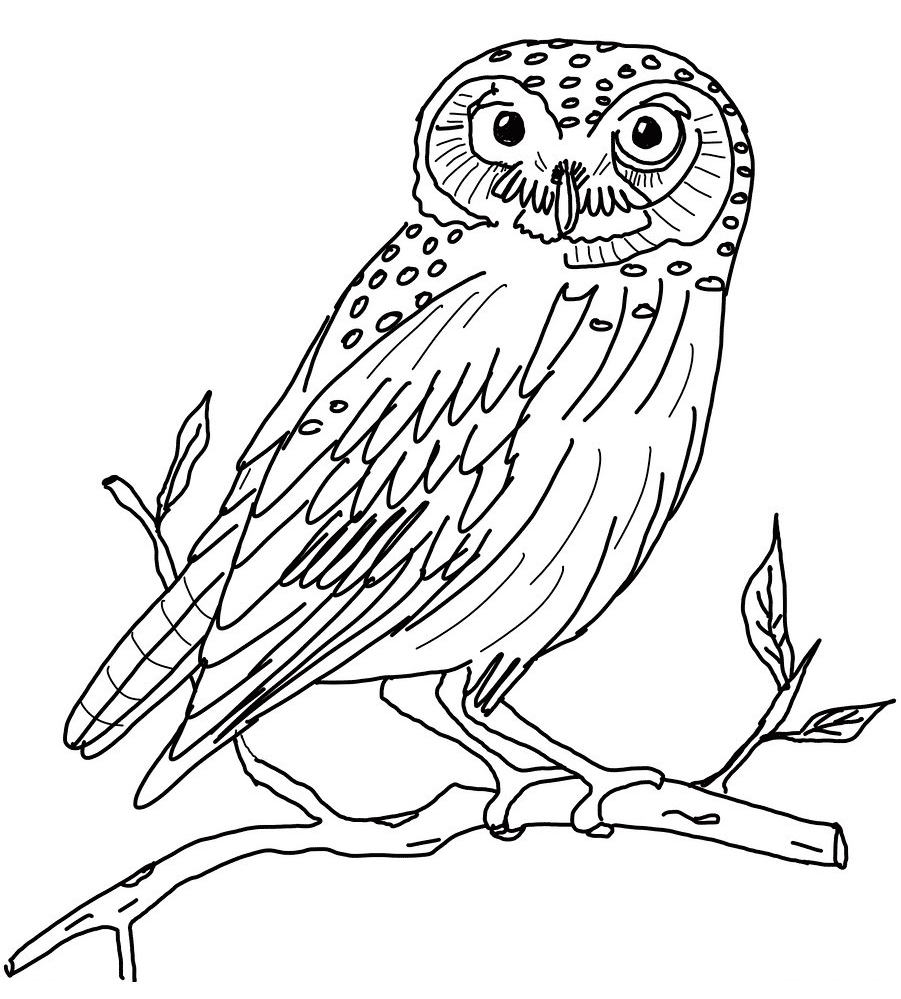 Owl Coloring Pages For Kids