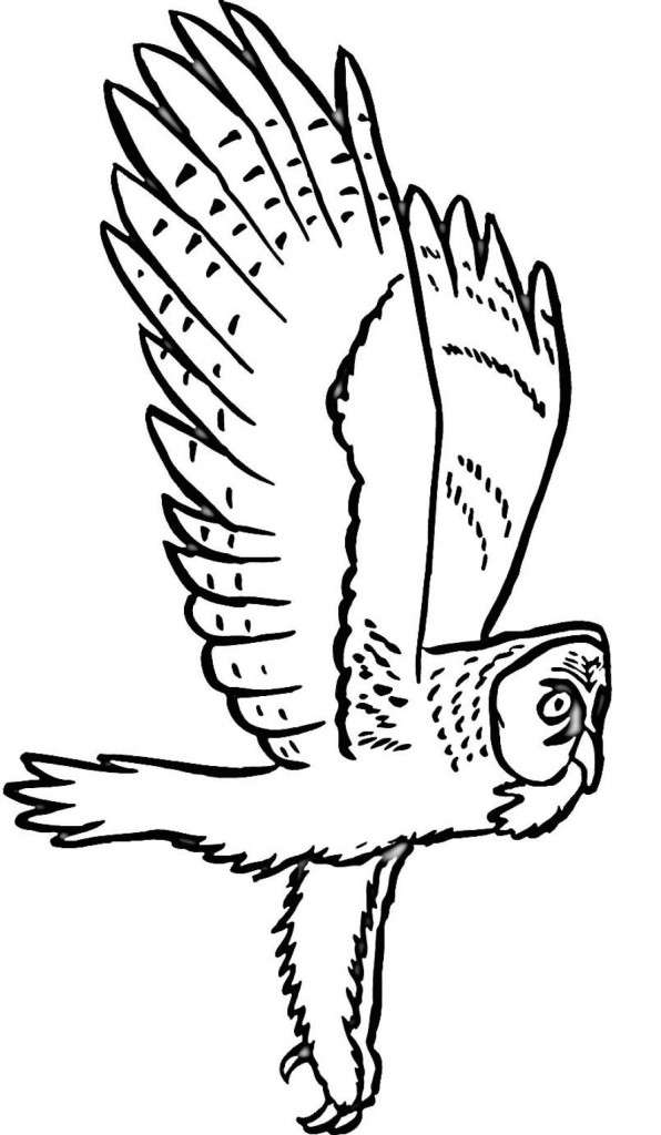 Owl Coloring Pages Images