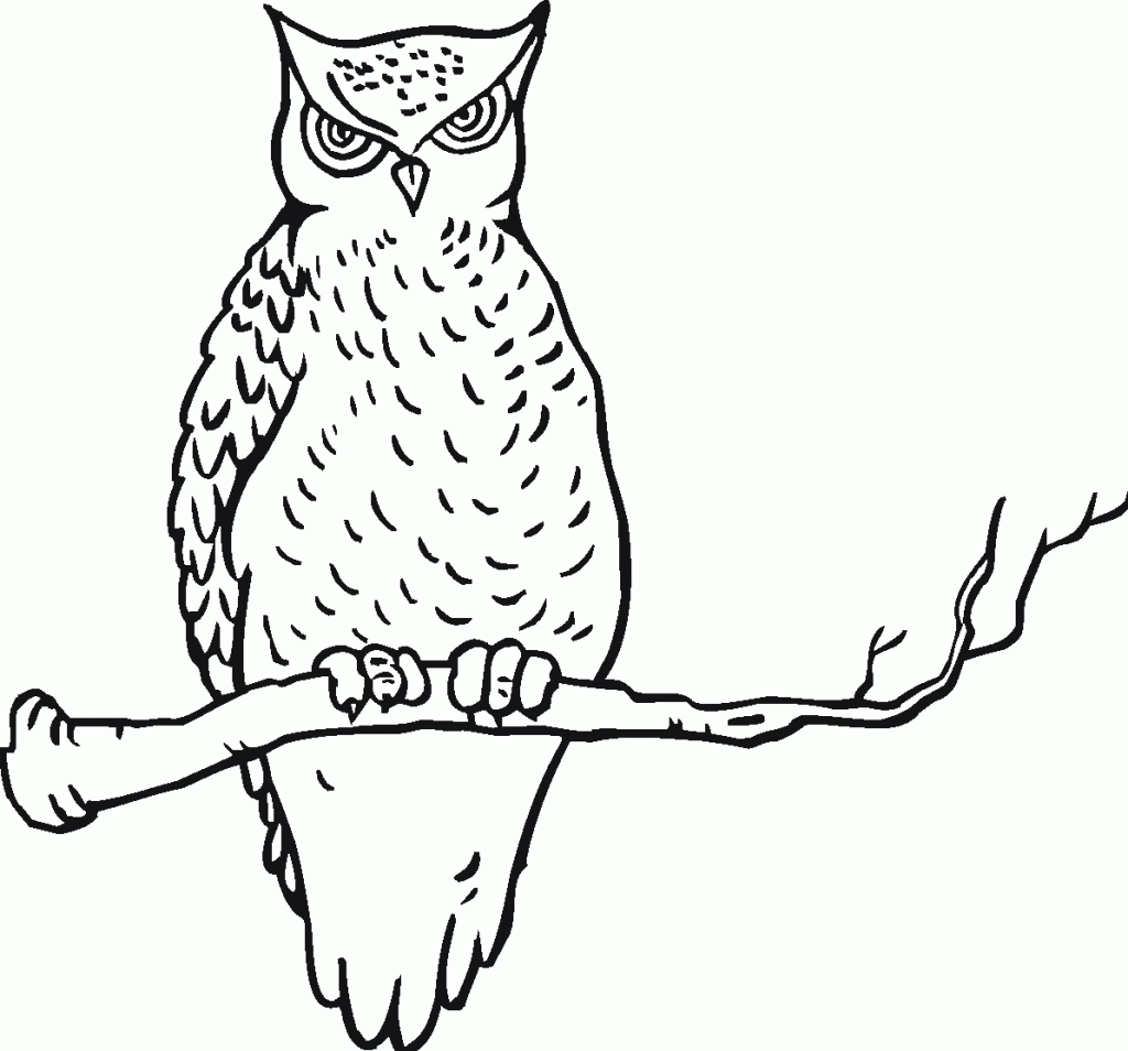Owl Coloring Pages Pictures