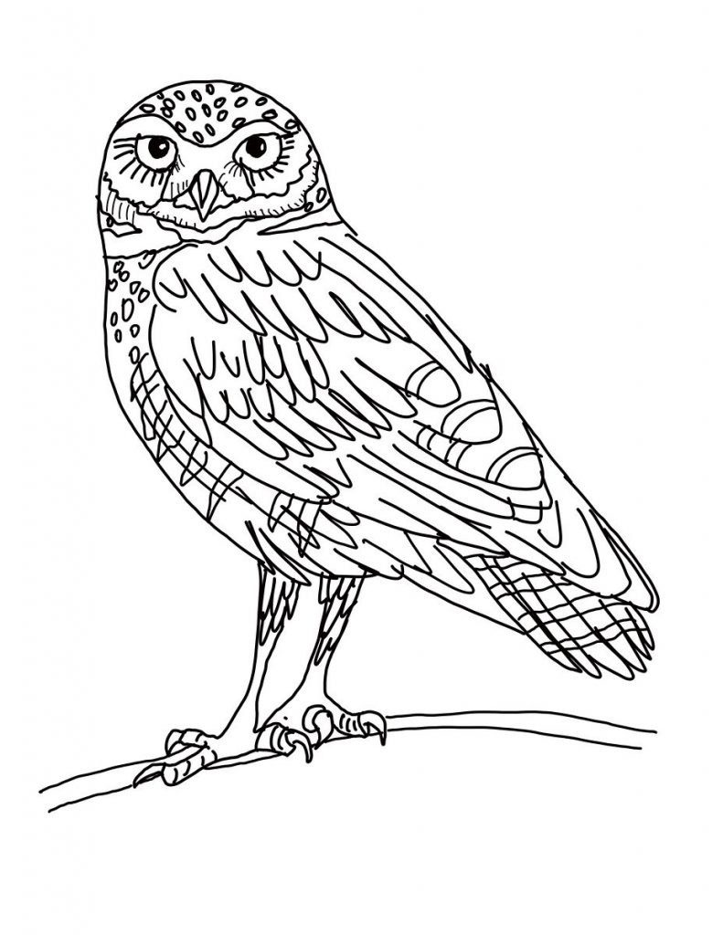 Owl Printable Coloring Pages