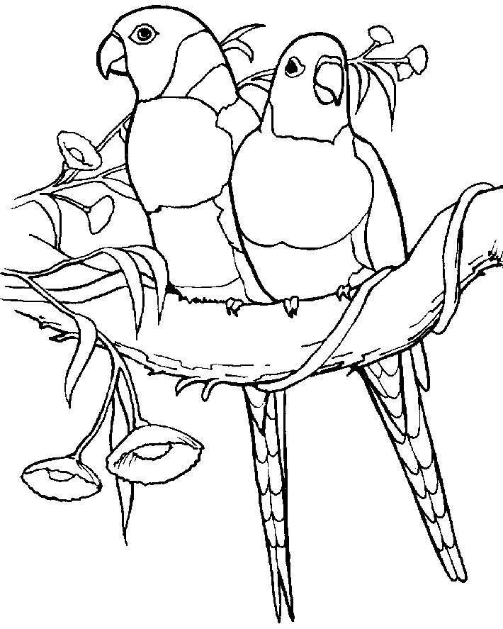 Parrot Birds Coloring Pages