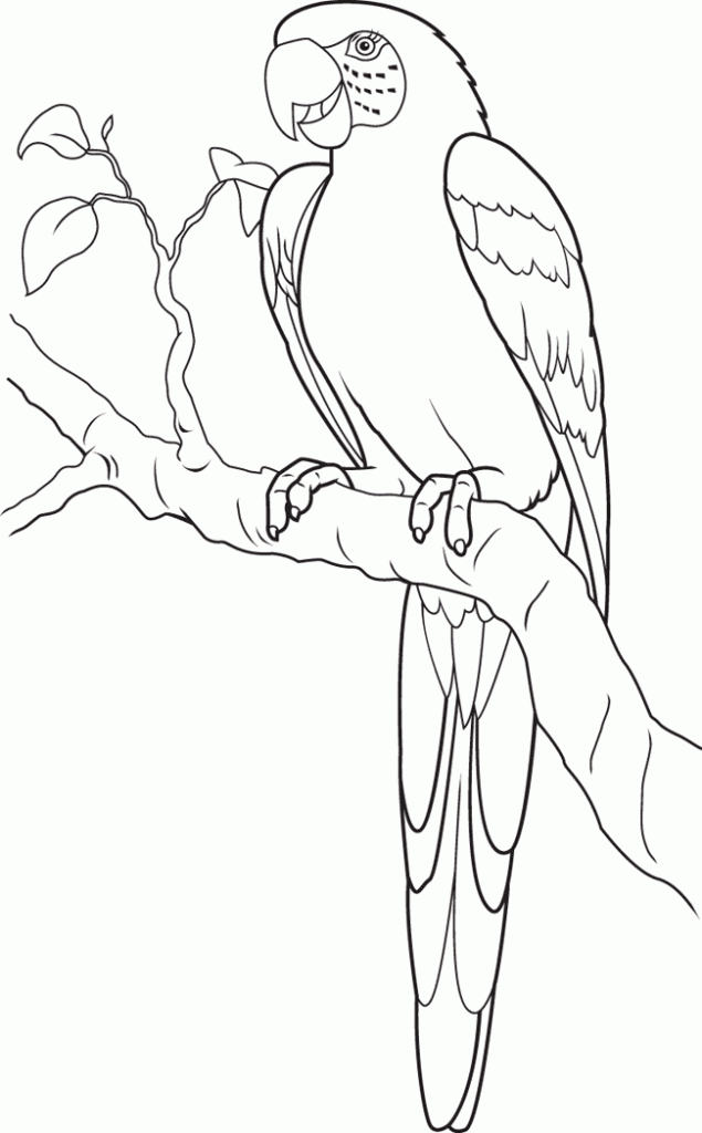 Parrot Coloring Pages For Kids