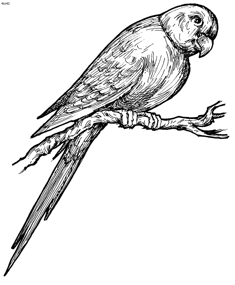 Parrot Coloring Pages Images