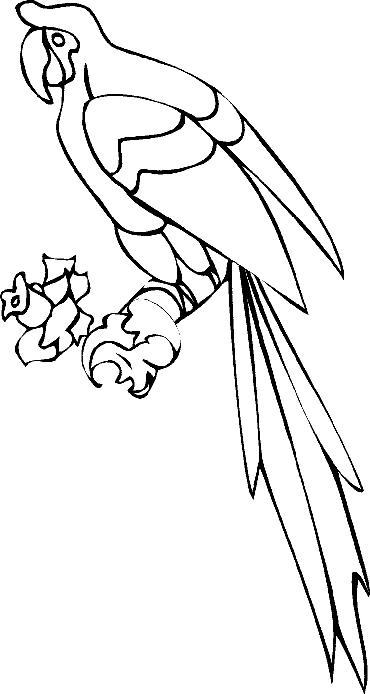 Coloring Picture Of Parrot 7