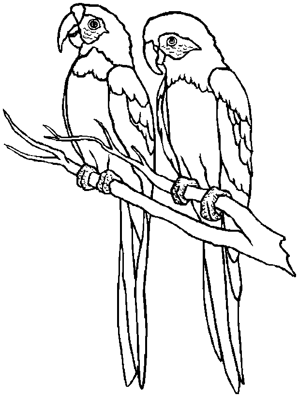 Free Printable Parrot Coloring Pages For Kids