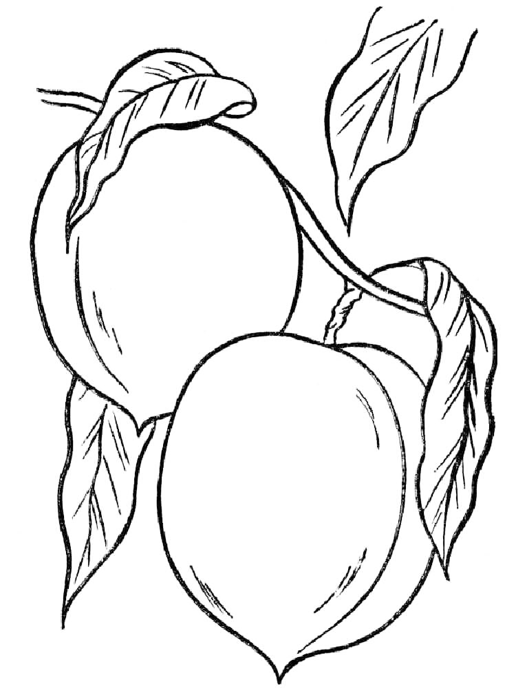 Peach Fruit Coloring Page