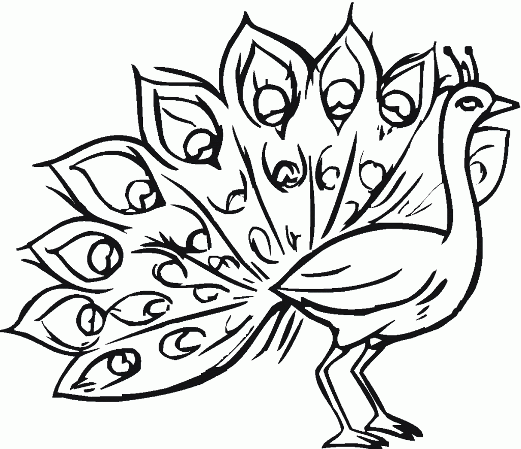 Peacock Coloring Page Pictures