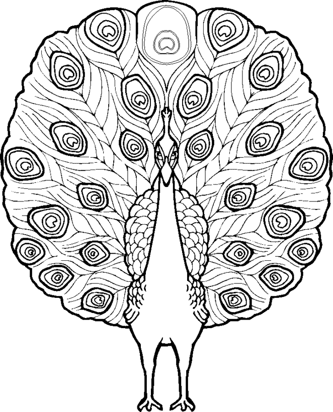 Collection Of Peacock Coloring Pages Free Printable