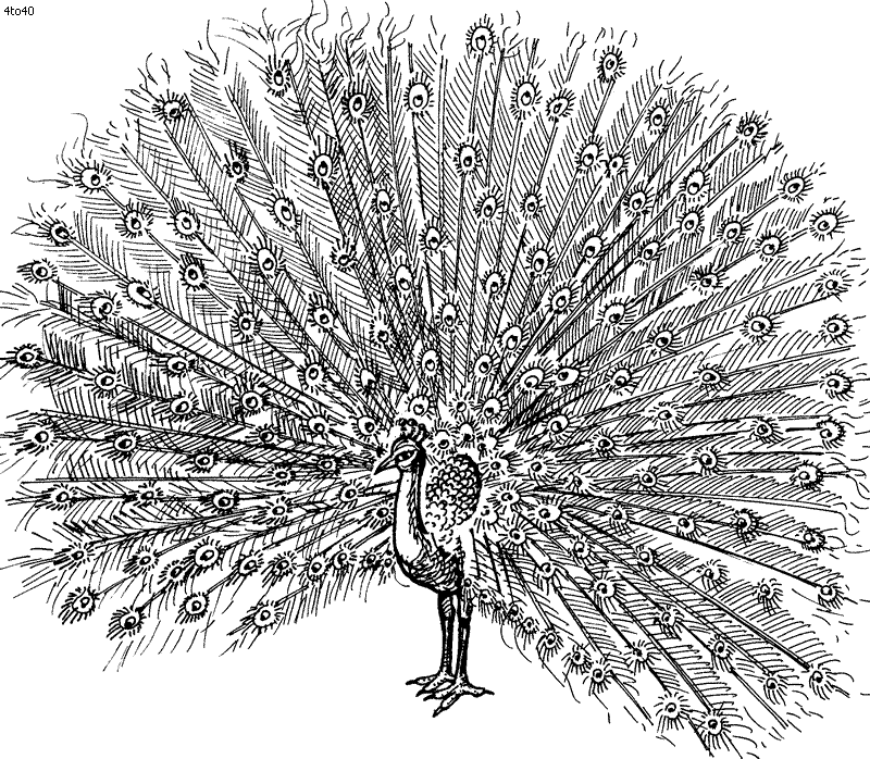 Peacock Coloring Pages Photos