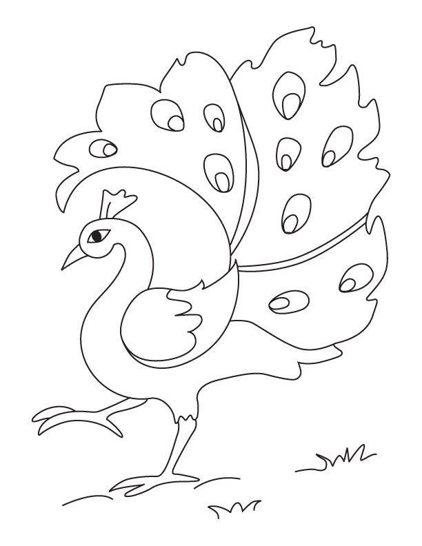 Peacock Coloring Pages Pictures
