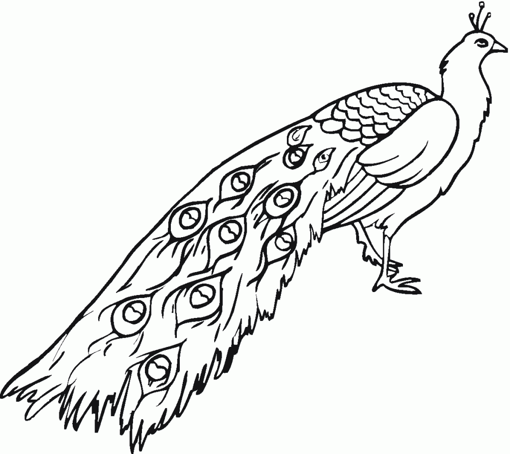 Peacock Printable Coloring Pages