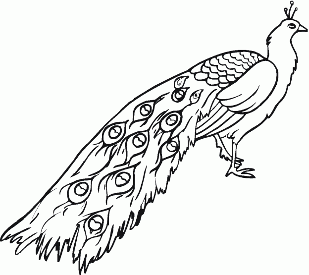 Free Printable Peacock Coloring Pages For Kids