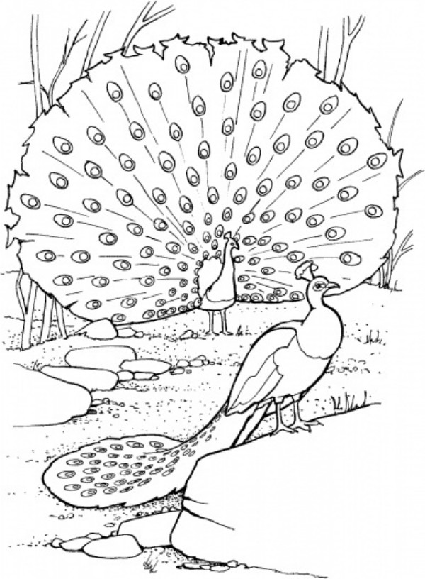 Peacock Printable Coloring Pages For Kids