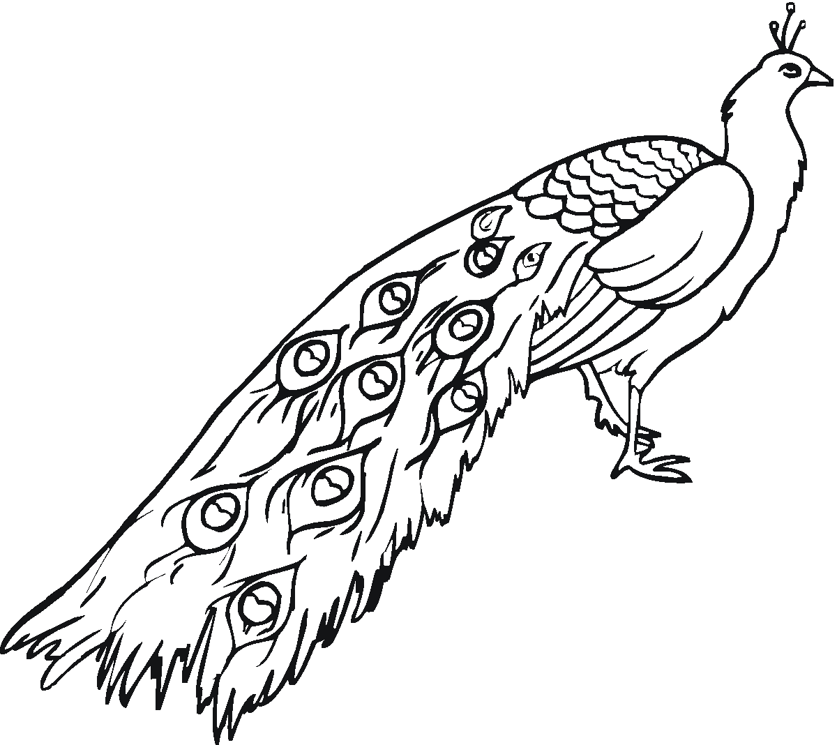 Trinetra - Peacock Drawing With Colour - Free Transparent PNG Download -  PNGkey