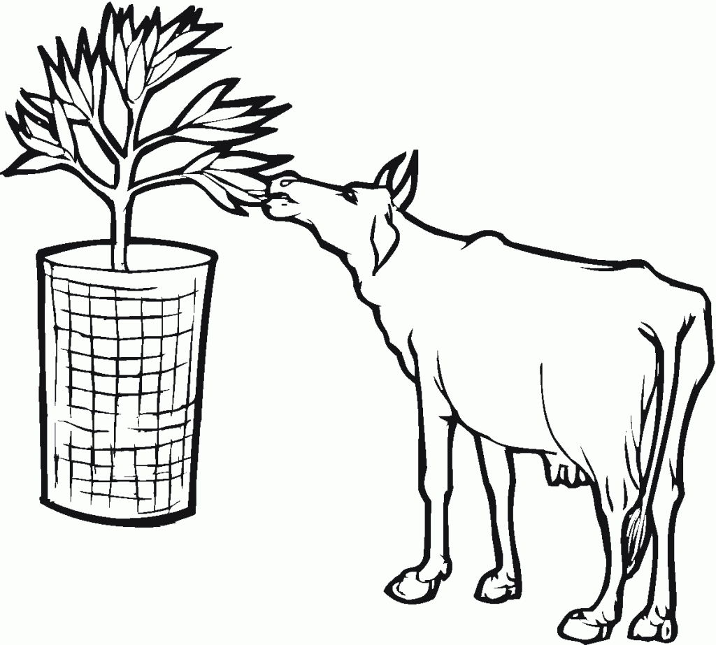 Photos of Cow Coloring Pages