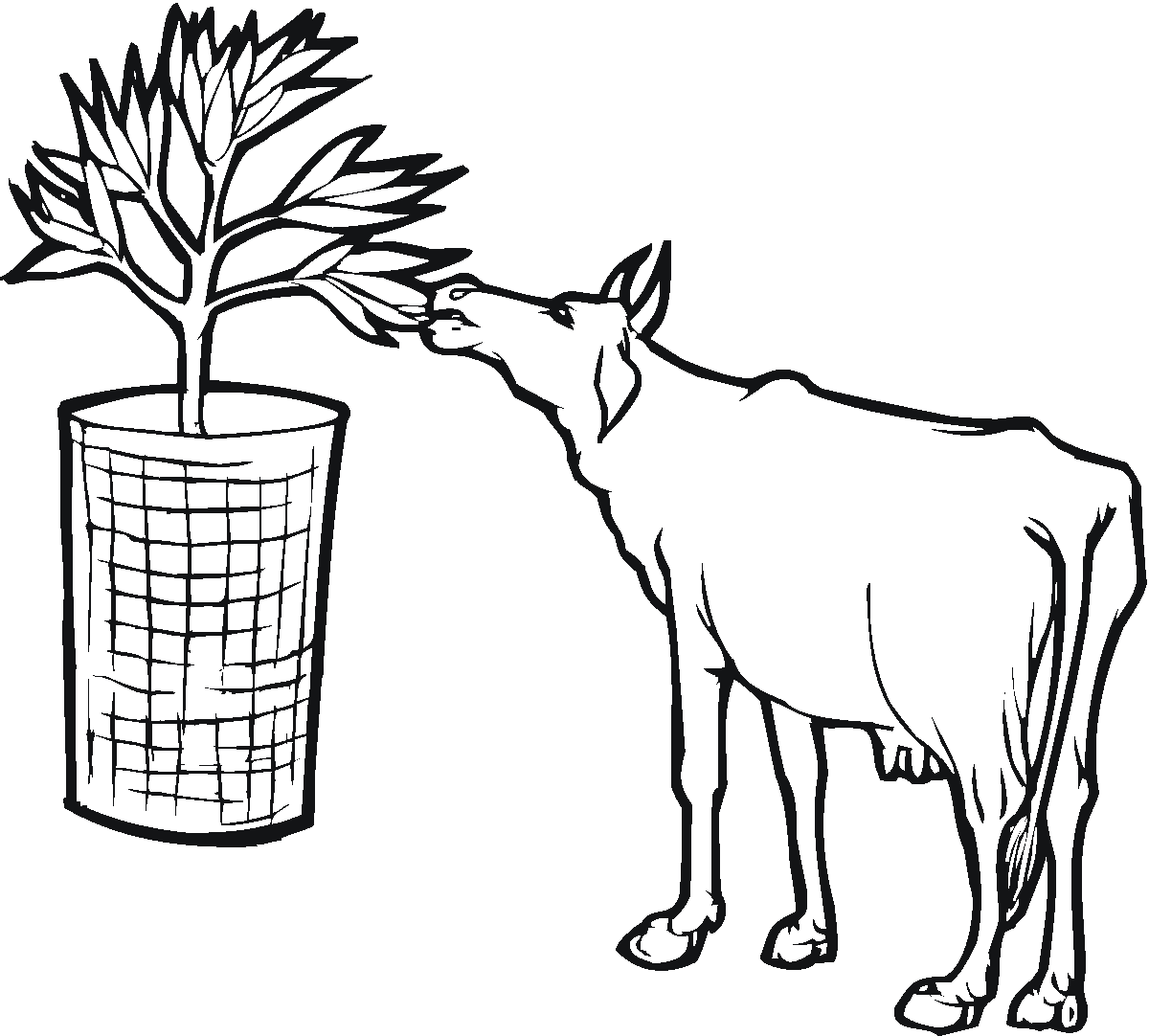 Free Printable Cow Coloring Pages For Kids