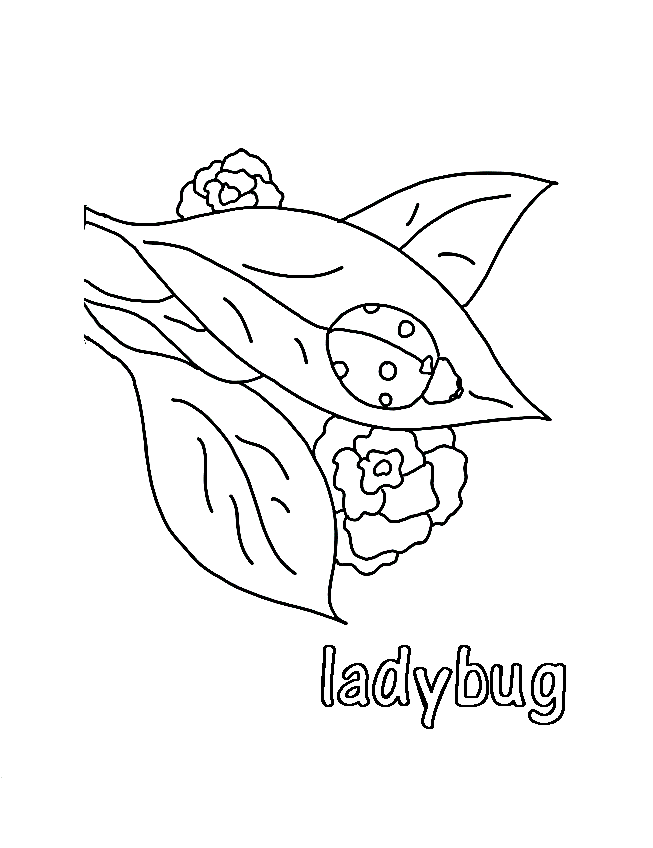Photos of Ladybug Coloring Pages