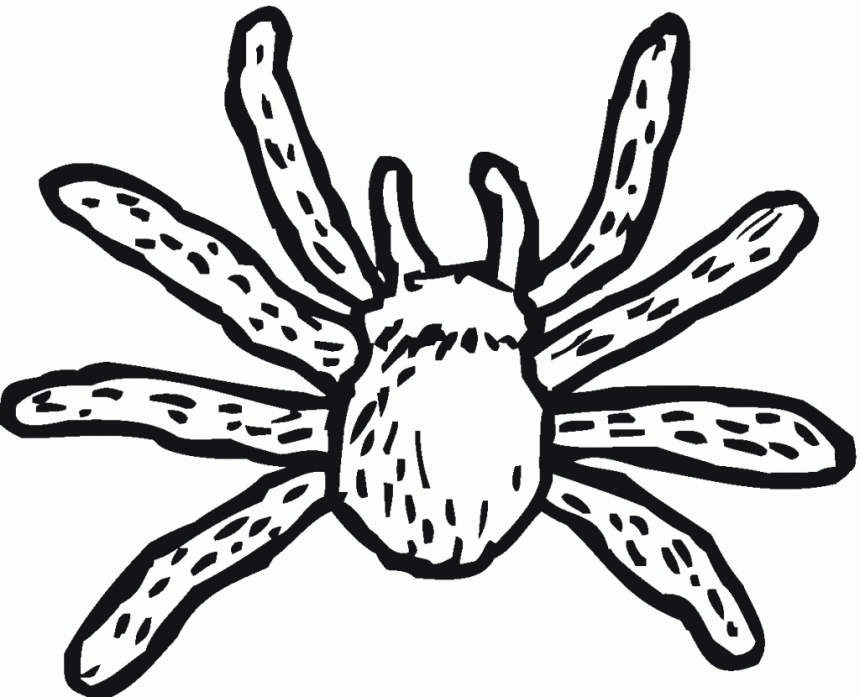 free-printable-spider-coloring-pages-for-kids