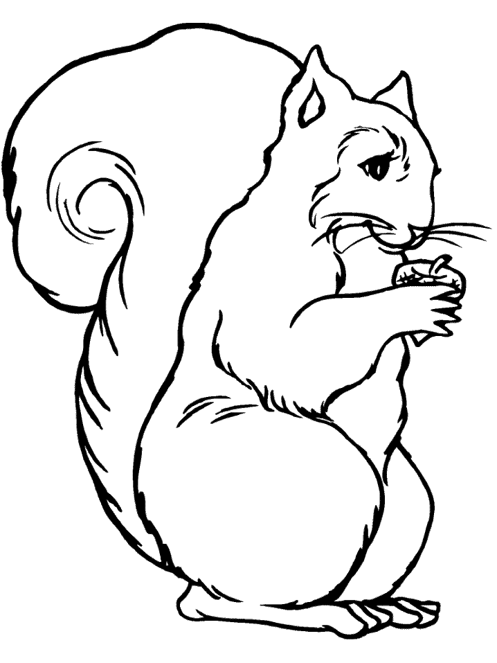 Photos of Squirrel Coloring Pages
