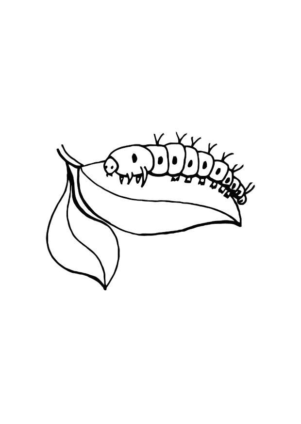Pictures of Caterpillar Coloring Pages
