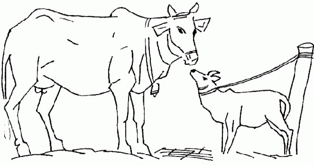 Pictures of Cow Coloring Pages