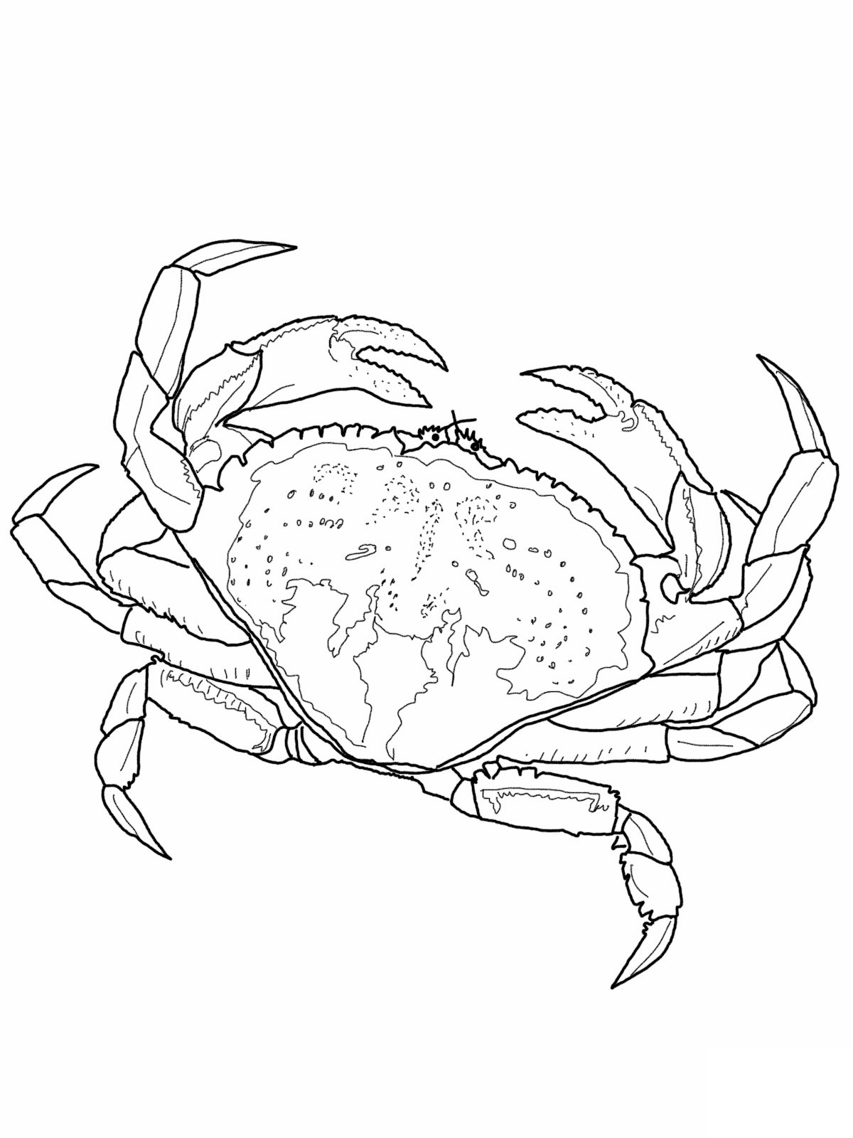 crab coloring pages