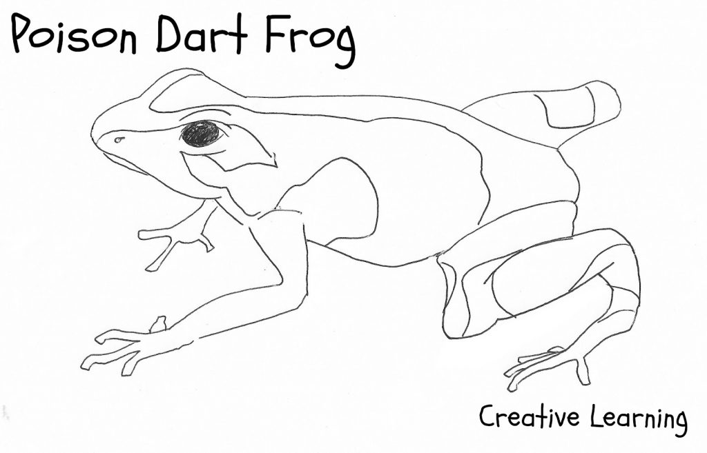 Poison Dart Frog Coloring Pages