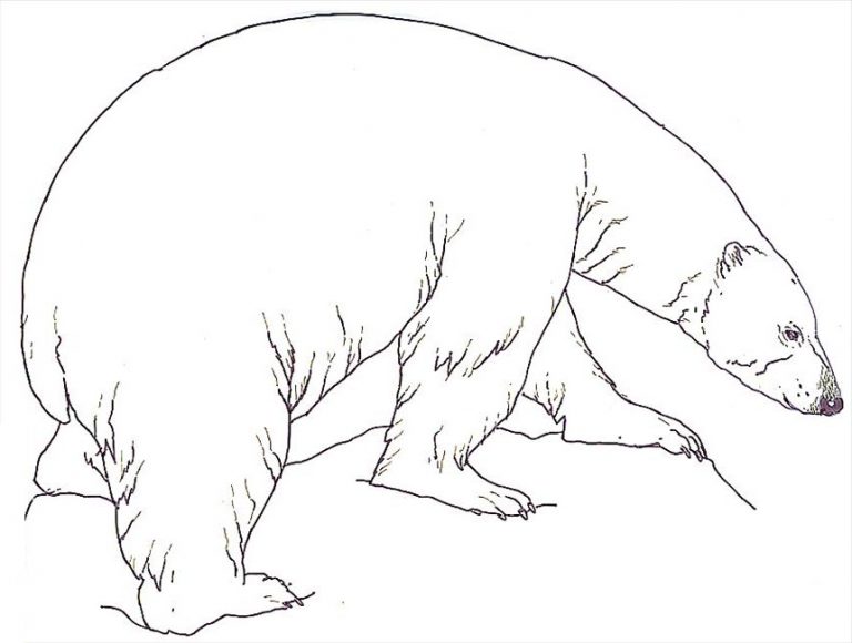Free Printable Polar Bear Coloring Pages For Kids