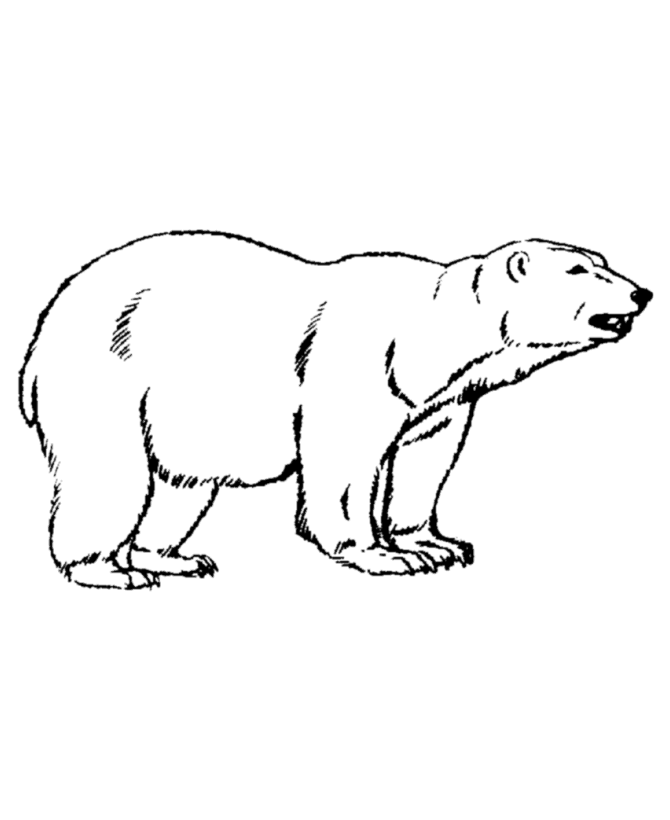 Polar Bear Coloring Pages Pictures