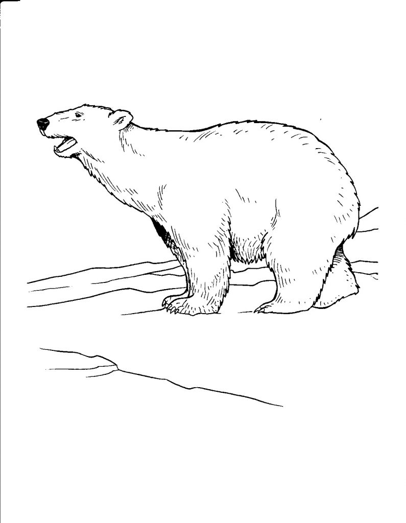 Polar Bear Pictures Coloring Pages
