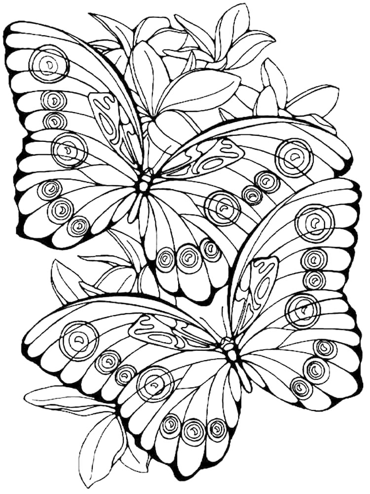 Pretty Moth Butterflies Coloring Page