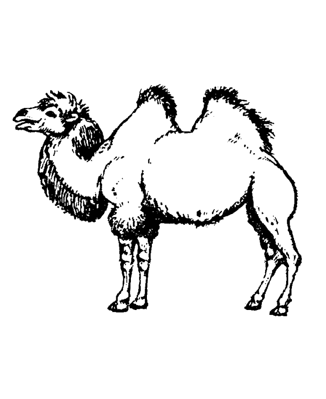 Printable Camel Coloring Pages For Kids