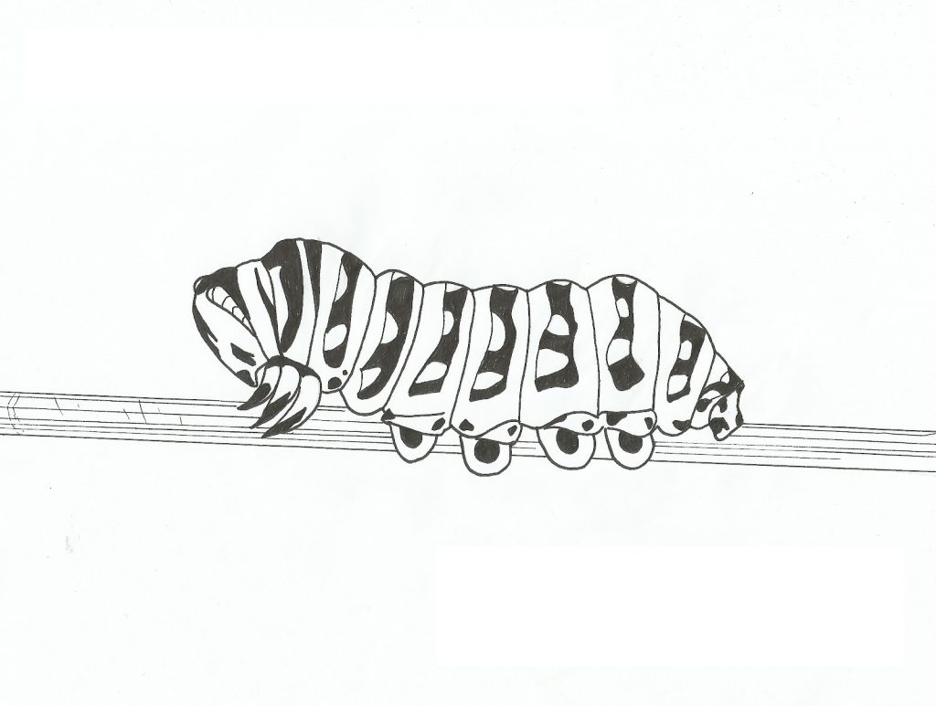 Printable Caterpillar Coloring Pages For Kids