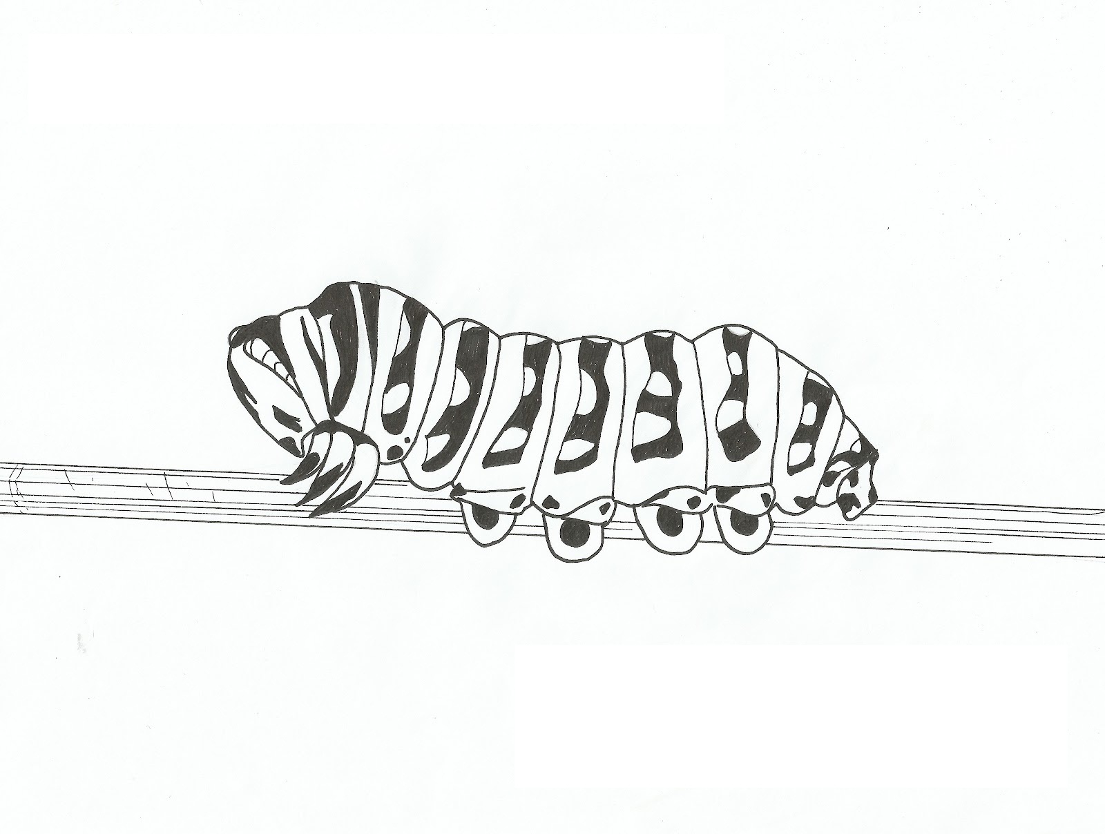 Free Printable Caterpillar Coloring Pages For Kids