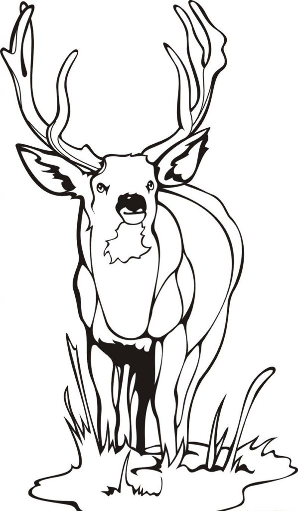 Printable Deer Coloring Pages