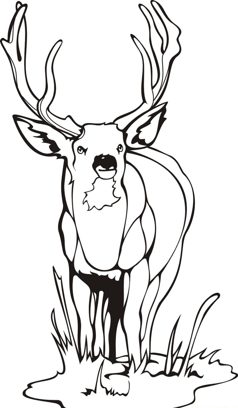 Deer Coloring Pages For Kids 9