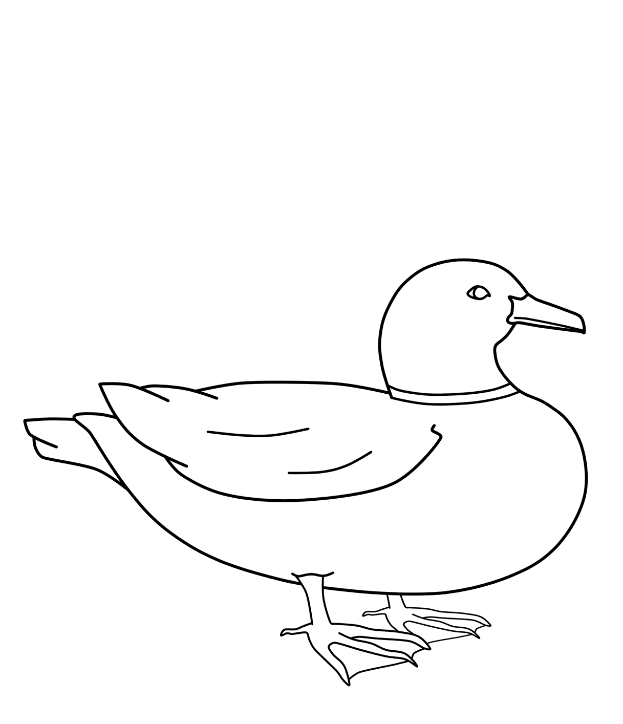 Mallard Duck Coloring Page